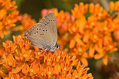 《最终幻想16》吉田直树：游戏画面越逼真评级越严格 不表现血腥不现实